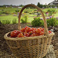 Tomatoes in a basket